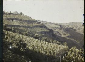 Image représentant Allemagne, Oberwesel, Vignes