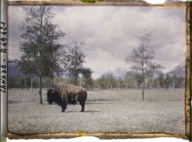 Image représentant Canada, Banff, Bisons de travers (petit)