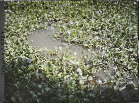 Image représentant Des nénuphars bleus sur un étang