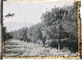 Image représentant Plantation d'orangers, de citronniers et de courgettes rouges