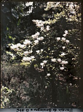 Image représentant Magnolia ? dans la forêt bleue ou le jardin japonais ?