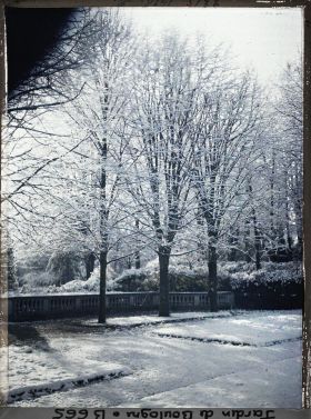 Image représentant Rangée de tilleuls du jardin français sous la neige