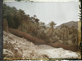 Image représentant La palmeraie sur le Djorf avec au fond, le Djebel Taghla