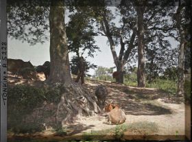 Image représentant Un enfant et un troupeau au pâturage dans la campagne annamite