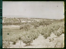 Image représentant Vue sur une plantation de vignes et d'oliviers