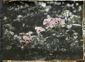 Image représentant Guirlande de roses type églantine, " la merveille des saisons aux jardins de Boulogne "