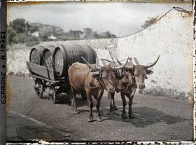 Image représentant Espagne, Santiago de Compostela, Un attelage de boeufs