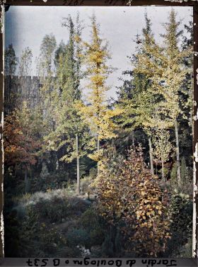 Image représentant Arbres du " sanctuaire japonais " voilant une maison du quai du 4-Septembre