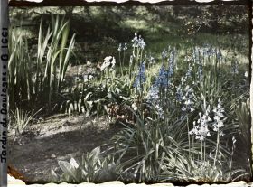 Image représentant Ensemble de jacinthes