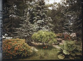 Image représentant Arbustes en fleurs sur fonds de conifères, situés non loin du marais, au cœur de la forêt bleue