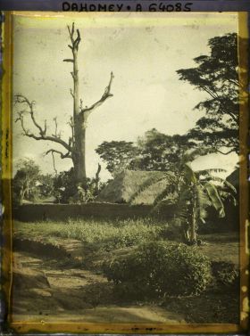 Image représentant Dans le village indigène, un chronoxyle d'Iroko (ou milicia exclesa) sacré ou arbre fétiche