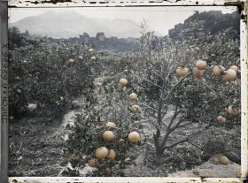 Image représentant Culture d'agrumes au pied du Sakurajima
