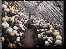 Image représentant Collection de chrysanthèmes située dans une des serres adjacentes au jardin d'hiver