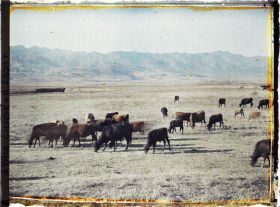 Image représentant Troupeau de bovins au pied du Jibal Al Amanos (Monts Amanus)