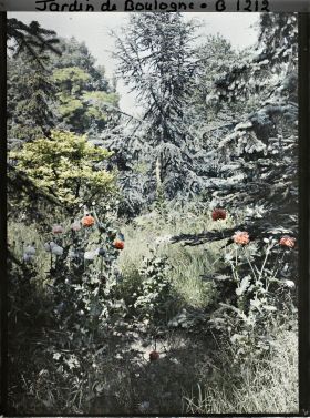 Image représentant La forêt bleue près de la prairie?