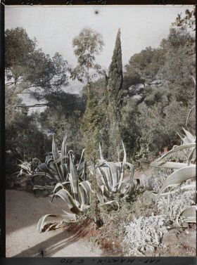 Image représentant Agaves dans le jardins