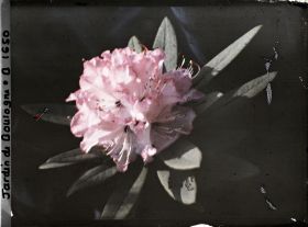 Image représentant Fleur de rhodo rose en gros plan