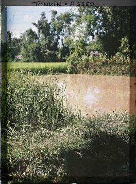 Image représentant Une rizière peu avant la moisson