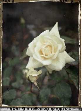 Image représentant Rose blanche