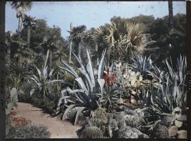 Image représentant Agaves et cactées dans le jardin