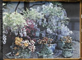Image représentant Glycines, azalées et calcéolaires en pots fleuries au pied de la maison est du " village japonais "