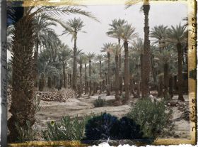 Image représentant Dans l'oasis