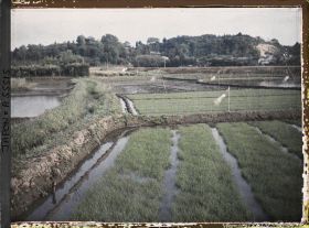 Image représentant Rizières