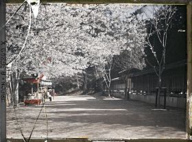 Image représentant Cerisiers en fleurs aux abords d'un sanctuaire shintô