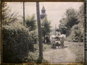 Image représentant France, Ciboure, Attelage de B?ufs