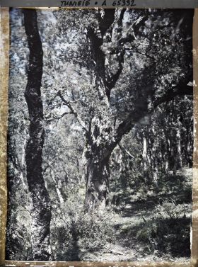 Image représentant Un sous-bois dans la forêt de chênes