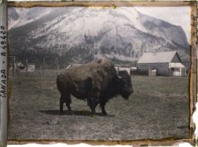Image représentant Canada, Banff, Bisons (gros)
