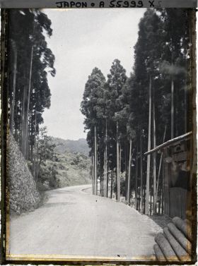 Image représentant Route bordée de cryptomerias (exploitation forestière?), probablement région de la Tamagawa