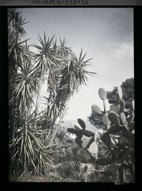 Image représentant Cactus et ensemble de yuccas, cordylines, dracaena et autres plantes dominant la mer