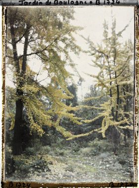 Image représentant Ginkgos du " jardin chinois " jaunissant à l'automne