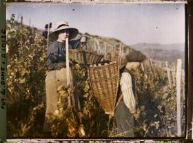 Image représentant France, Sauvagnat, Une jeune Vendangeuse et son panier de raisins