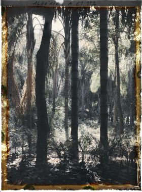 Image représentant Les cocotiers dans le jardin d'Essais