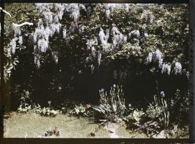 Image représentant Espace fleuri sous une glycine en fleurs