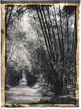 Image représentant Allée des Bambous dans le jardin d'Essais