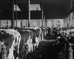 Image représentant Marché aux bestiaux de la Villette