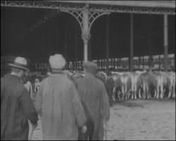 Image représentant Un coin du marché aux bestiaux de la VIllette