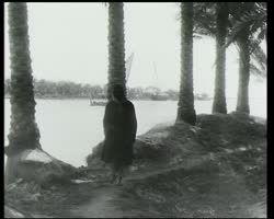 Image représentant Le Tigre