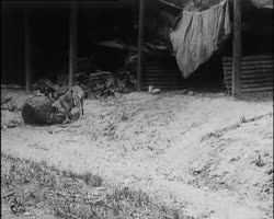 Image représentant La chienne et les poules, mère des chiens de Mr. Kahn