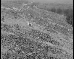Image représentant Forêts dévastées