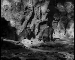 Image représentant Jardin d'acclimatation