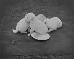 Image représentant Les petits chiens d'Albert Kahn