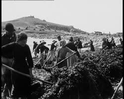 Image représentant Récolte du goémon