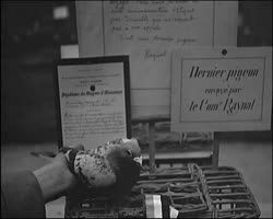 Image représentant Les derniers pigeons de Verdun au Grand Palais