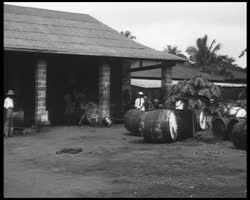 Image représentant Factorerie d'huile de palme