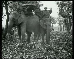 Image représentant Vie rurale