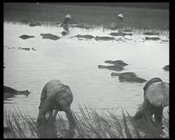 Image représentant Culture du riz